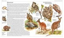 Atlas de animales