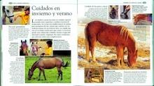Caballos y ponis